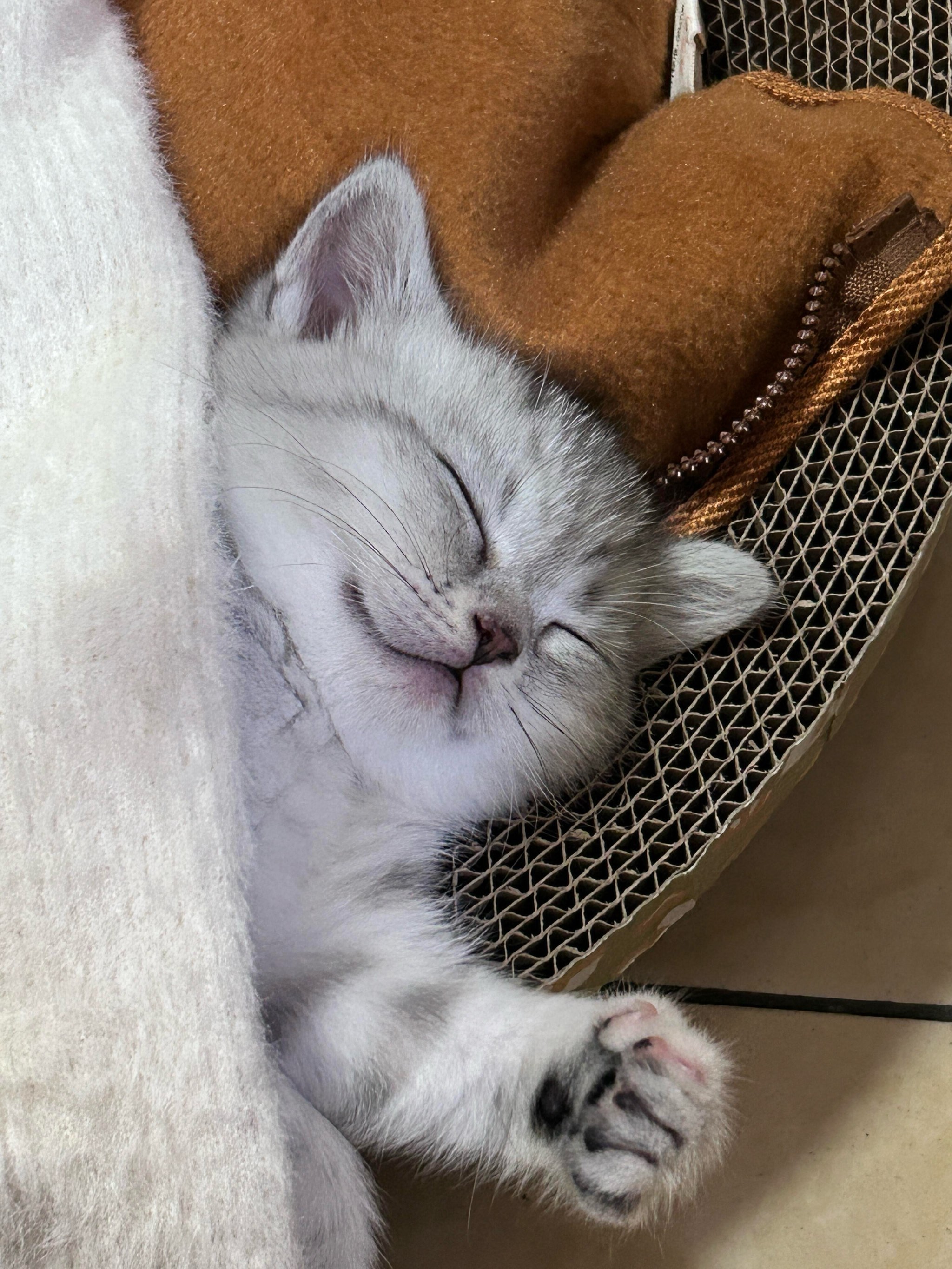 小猫咪正在睡觉