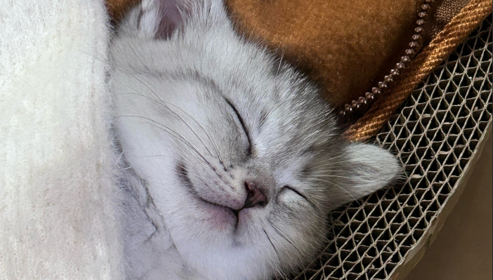 猫咪一天睡多少小时？附各年龄段睡眠时长表与原因详解