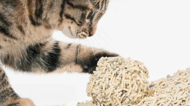 猫砂怎么用？从铺砂到清理的完整教程与维护指南