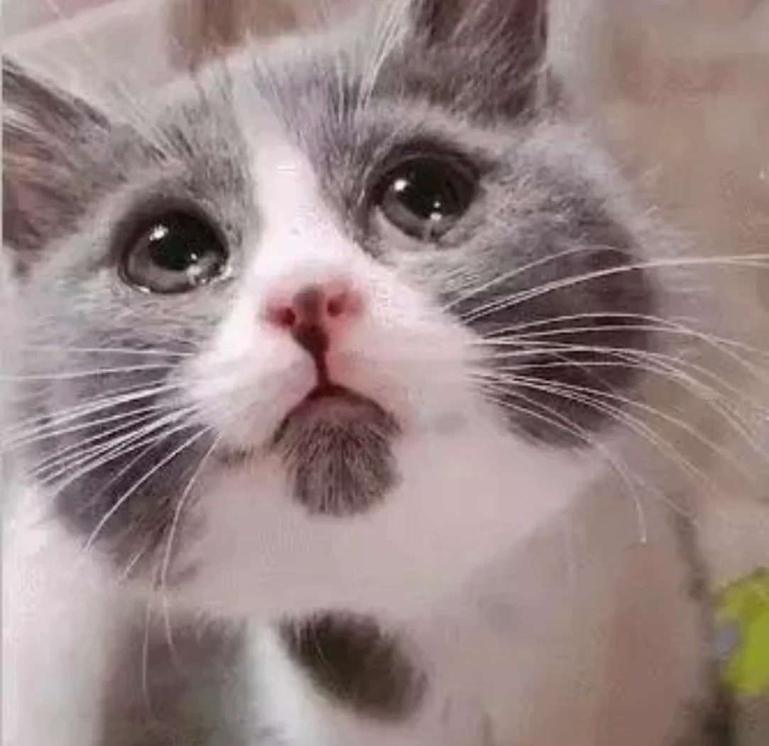 猫咪流眼泪怎么办？从常见原因到鉴别诊断，宠物医生全面指南