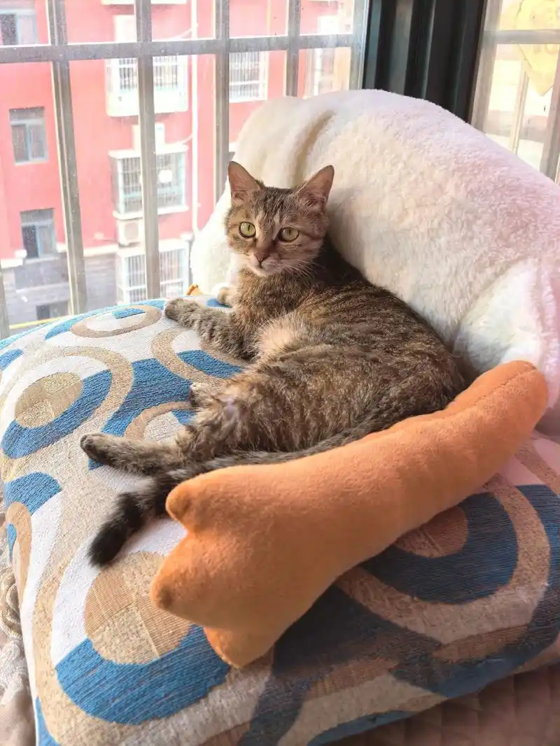 母猫会来月经吗？宠物医生解读：异常出血恐是子宫蓄脓前兆。