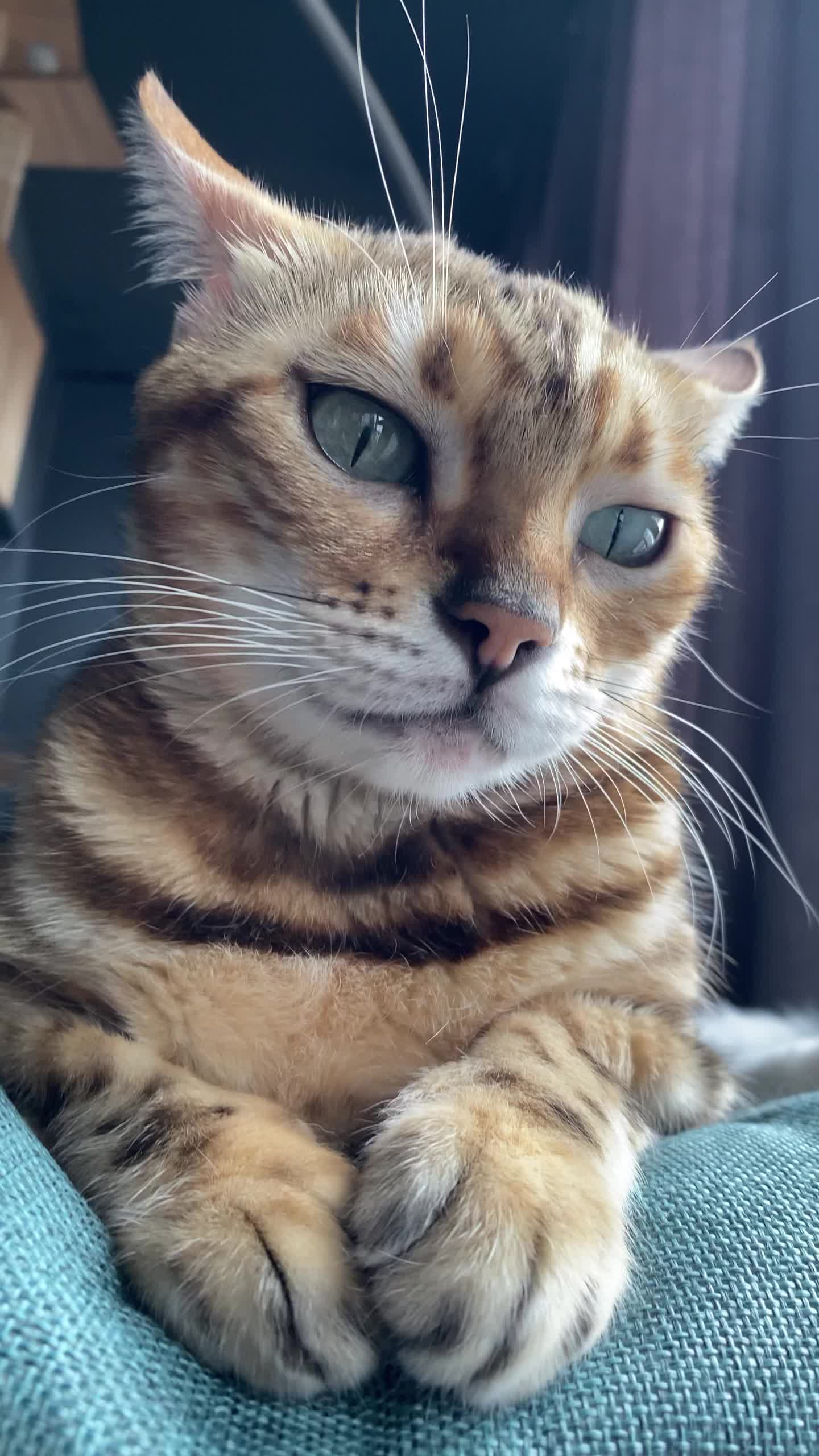 猫鼻支能不能彻底根治？兽医详解：从临床治愈到长期管理。