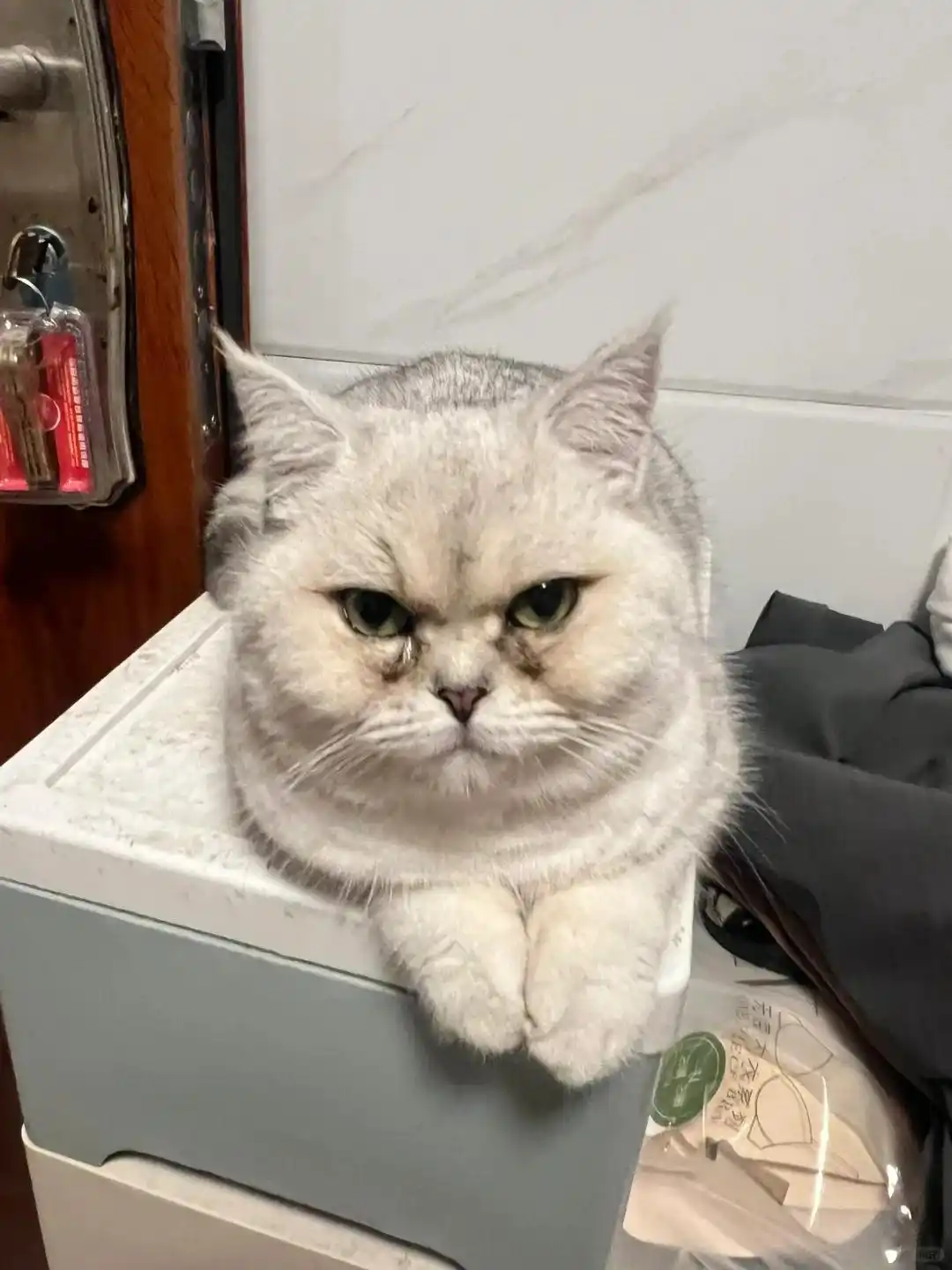 猫泪痕严重怎么去除