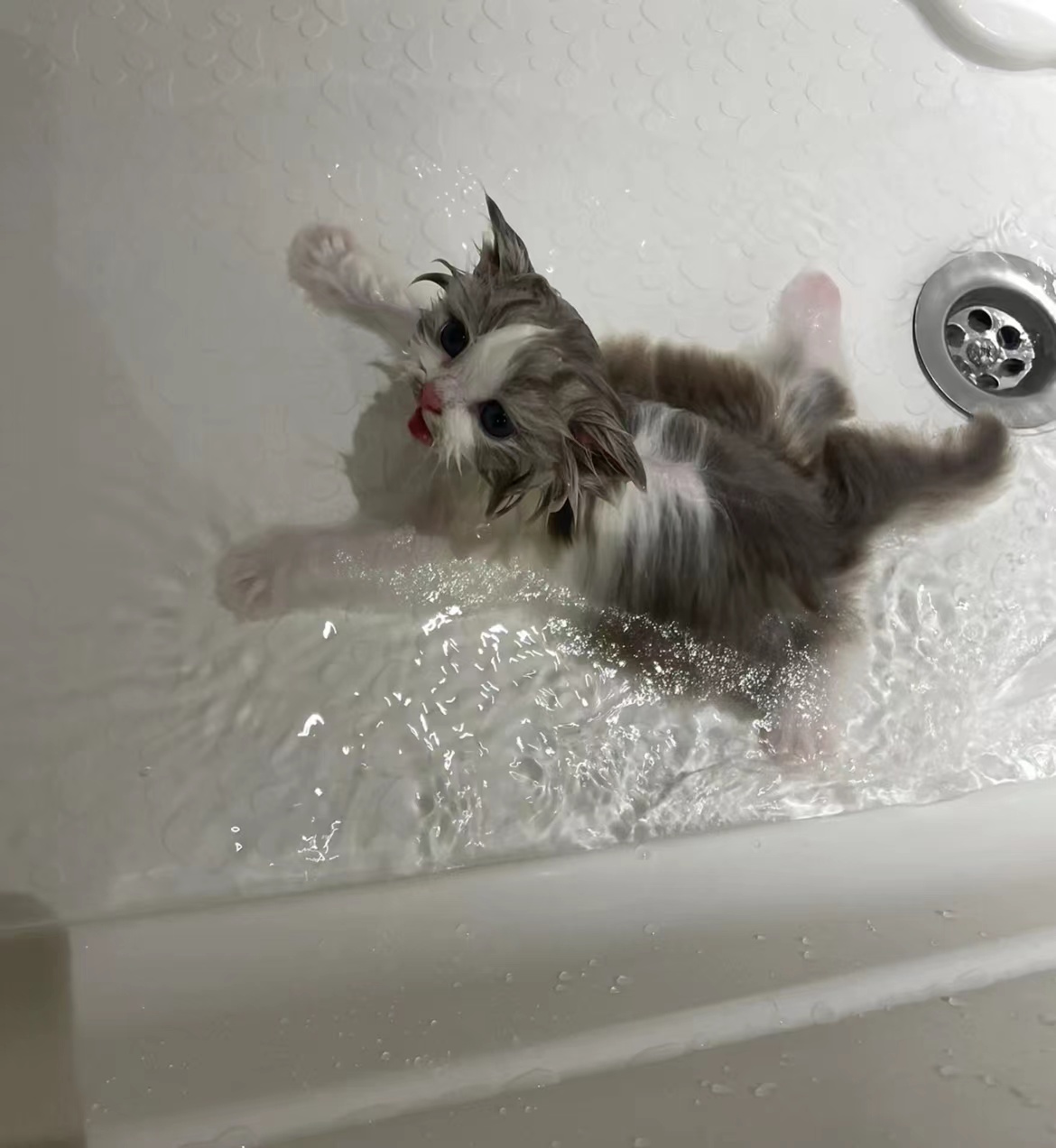 一只幼猫洗澡的示意图，展示正确的护理方法