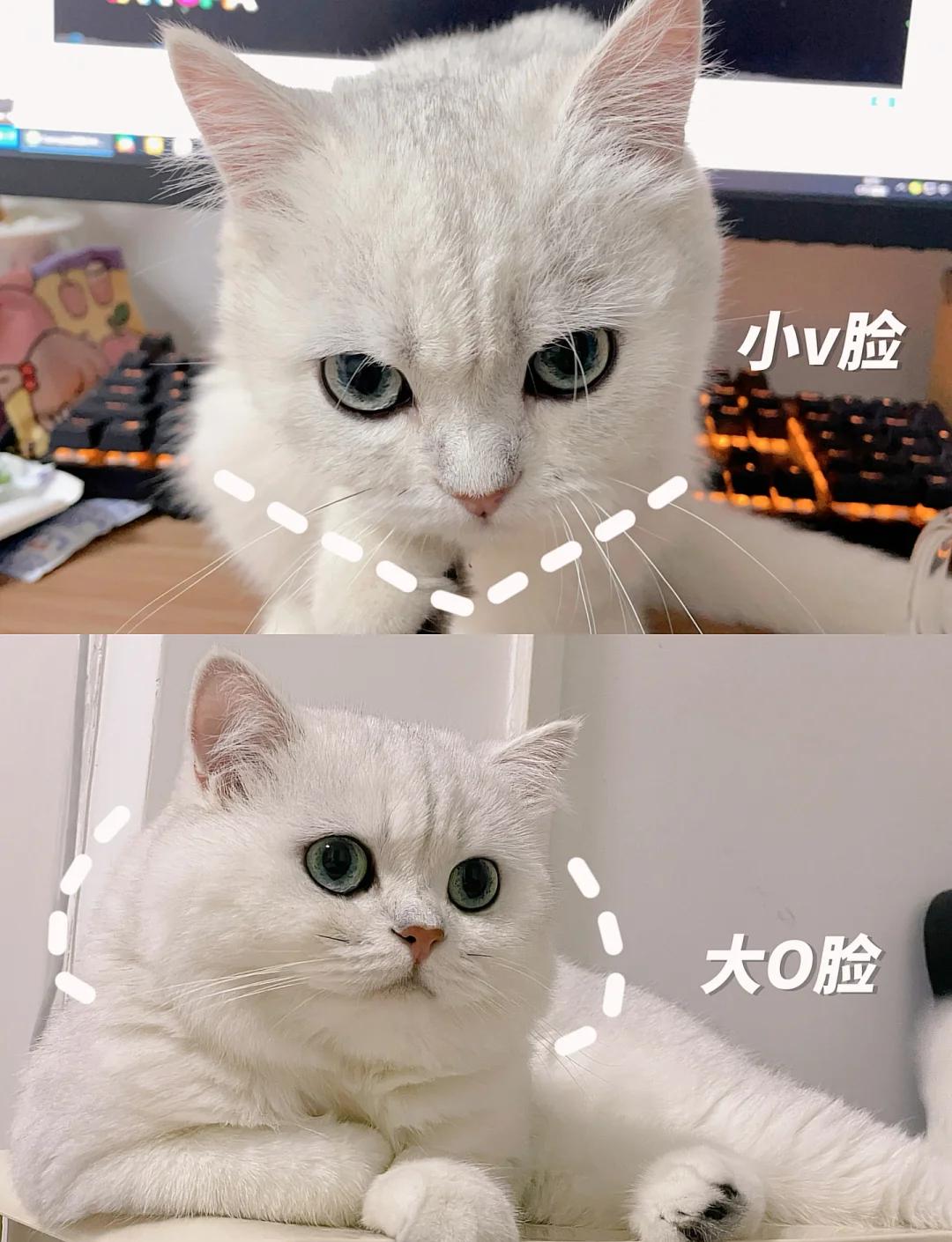 maofasai.jpg 发腮和没发腮的小猫咪对比图片
