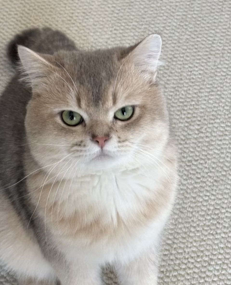 发腮的猫咪图片 发腮的猫咪图片