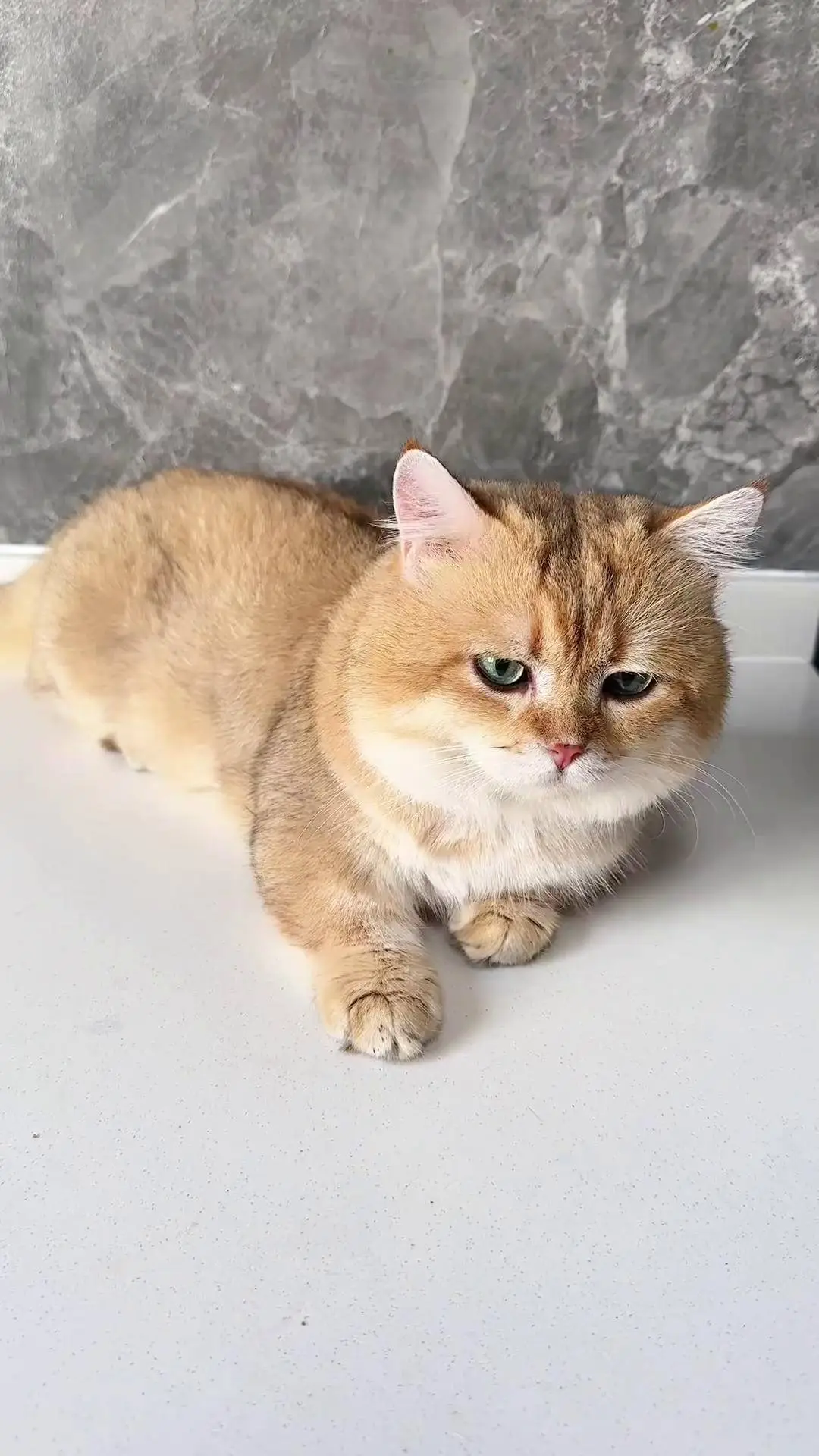 1765271981183305.png 驱虫后的小猫咪图片