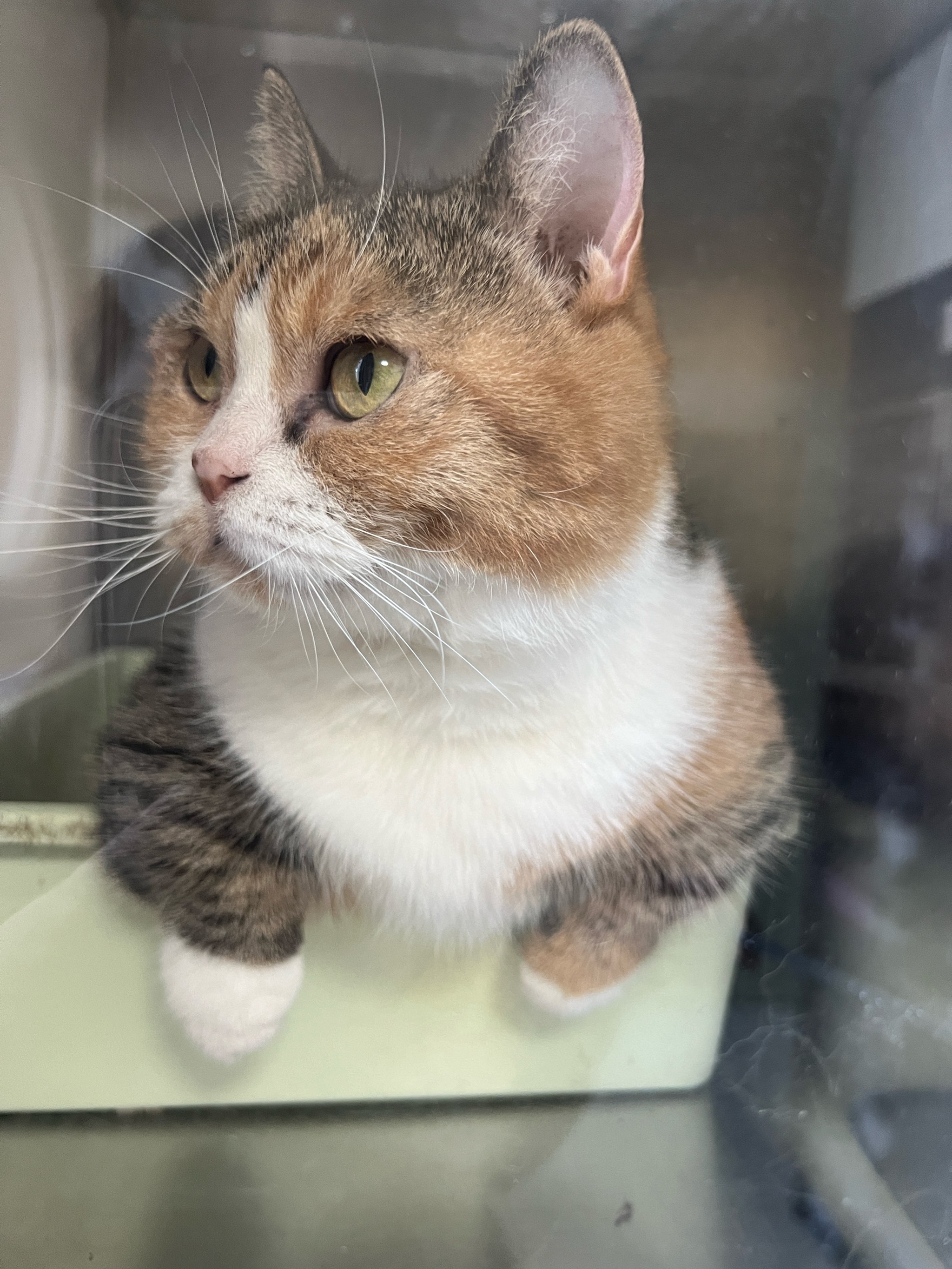 1765353481144397.jpeg maoxixiao.jpeg