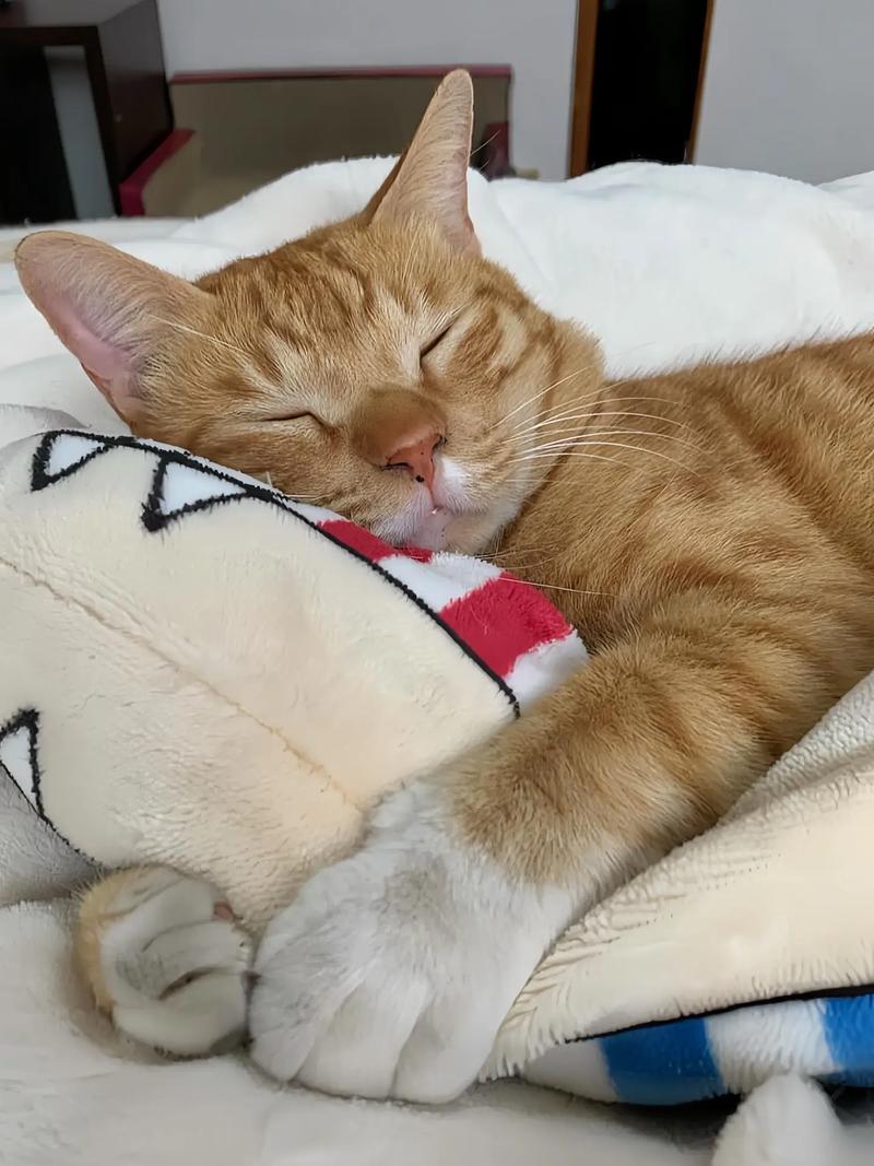 猫咪打呼噜：从生理到病理分析