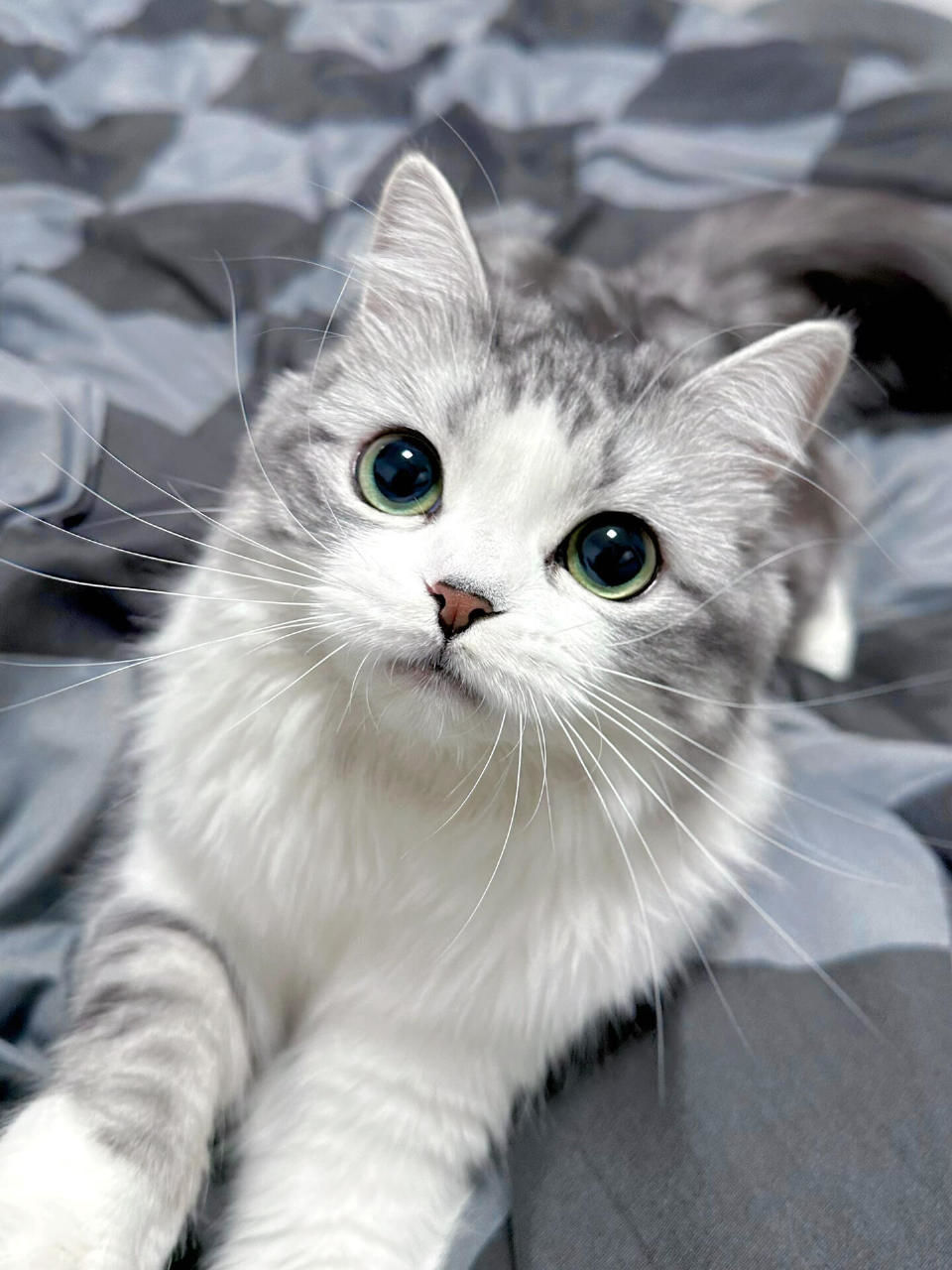 猫咪习性的图片