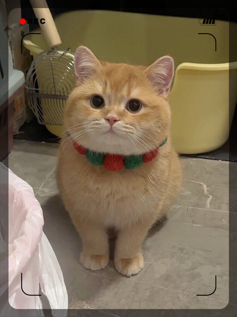 1765874736191656.jpeg 猫咪的图片