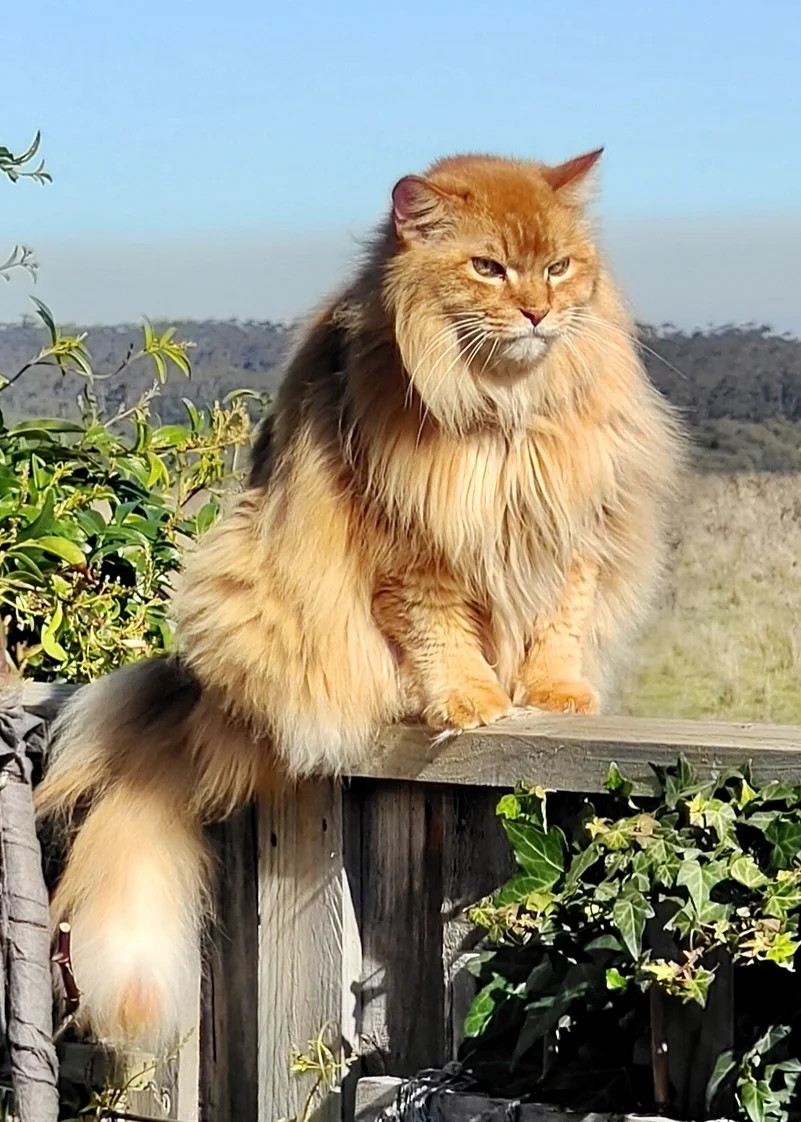 1765963127730023.jpg 老年猫咪的照片