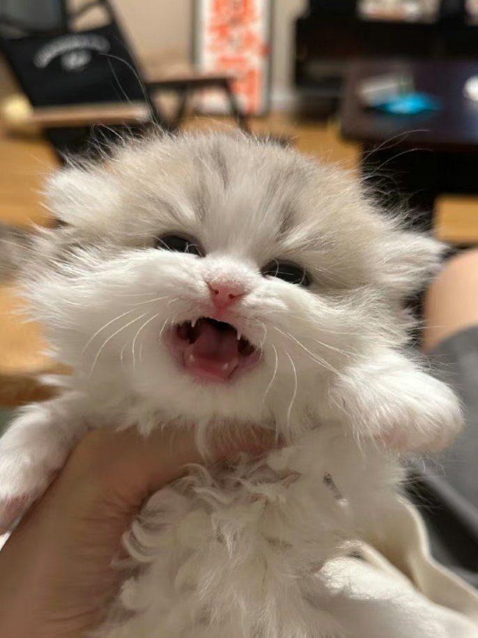 小猫断奶的图片